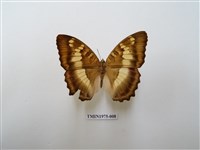 藏品(臺灣翠蛺蝶)的圖片